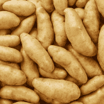 Gold Fingerling Medium