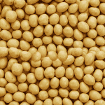 Honey Gold Nibbles