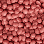 Ruby Sensation Nibbles